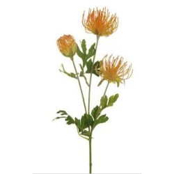 Cordifolium x3 cm 68