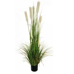 Pampas grass in vaso