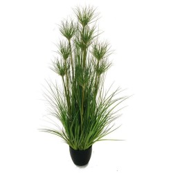 Papyrus plant in vaso