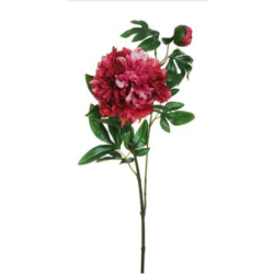 PEONIA SPRAY H69