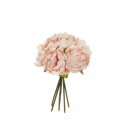 BUSH PEONIE H29