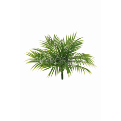 ARECA BUSH H48