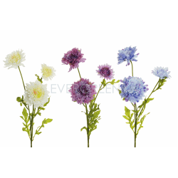 SCABIOSA SPRAY H69