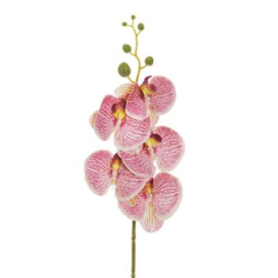 ORCHIDEA PHALENO REAL TOUCH CM84