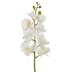 ORCHIDEA PHALENO CM102