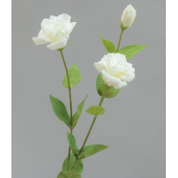 RAMO LISIANTHUS CM60