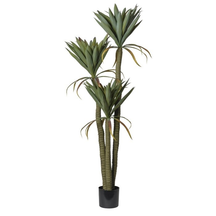 pianta yucca in vaso