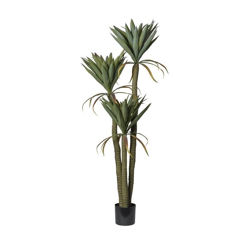 pianta yucca in vaso