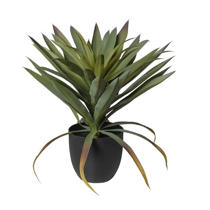 pianta yucca in vaso