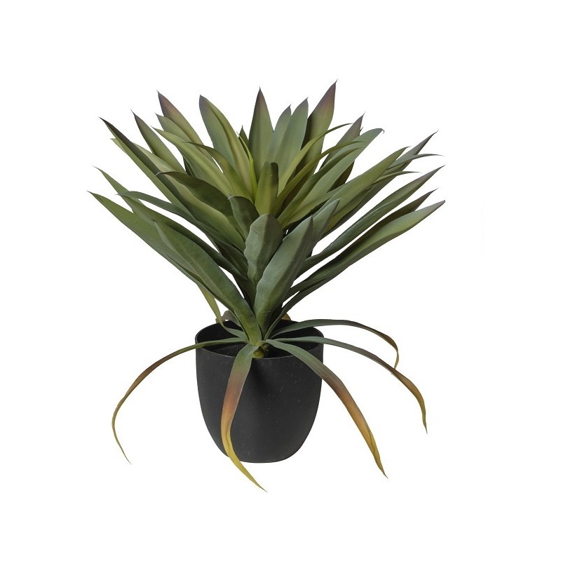 pianta yucca in vaso