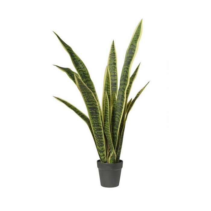 sanseveria in vaso